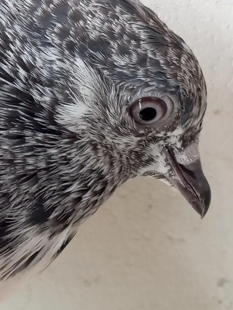 hiy Flayer pigeon 2 male 1 female — photo 8