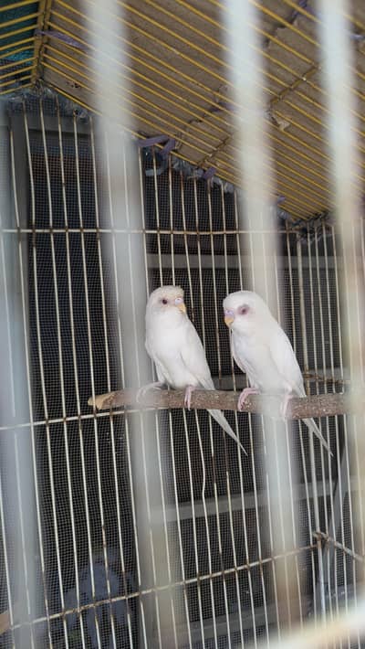 Red eye Budges pair
