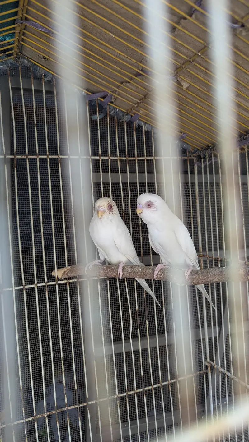 Red eye Budges pair — photo 2