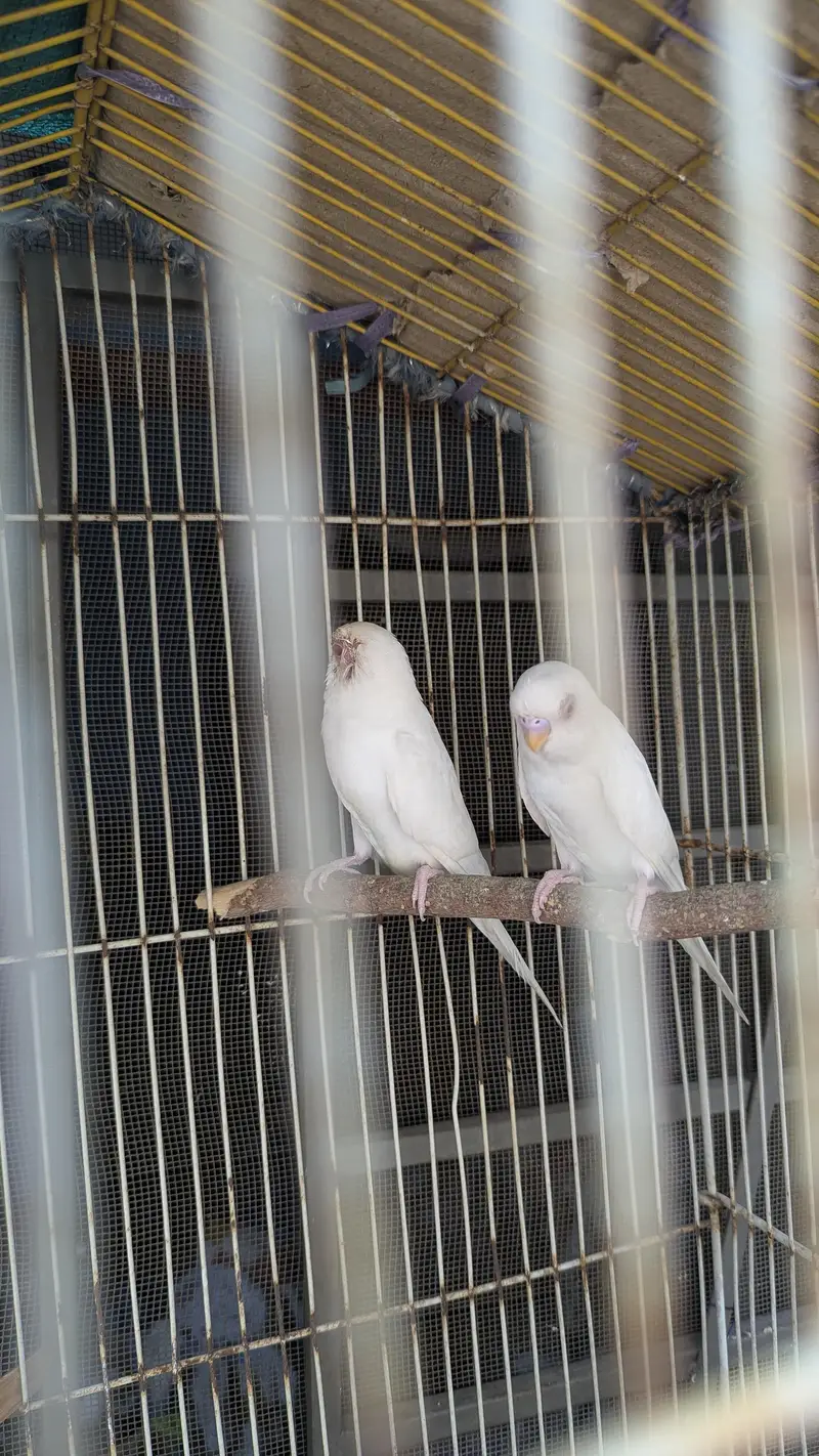 Red eye Budges pair — photo 3
