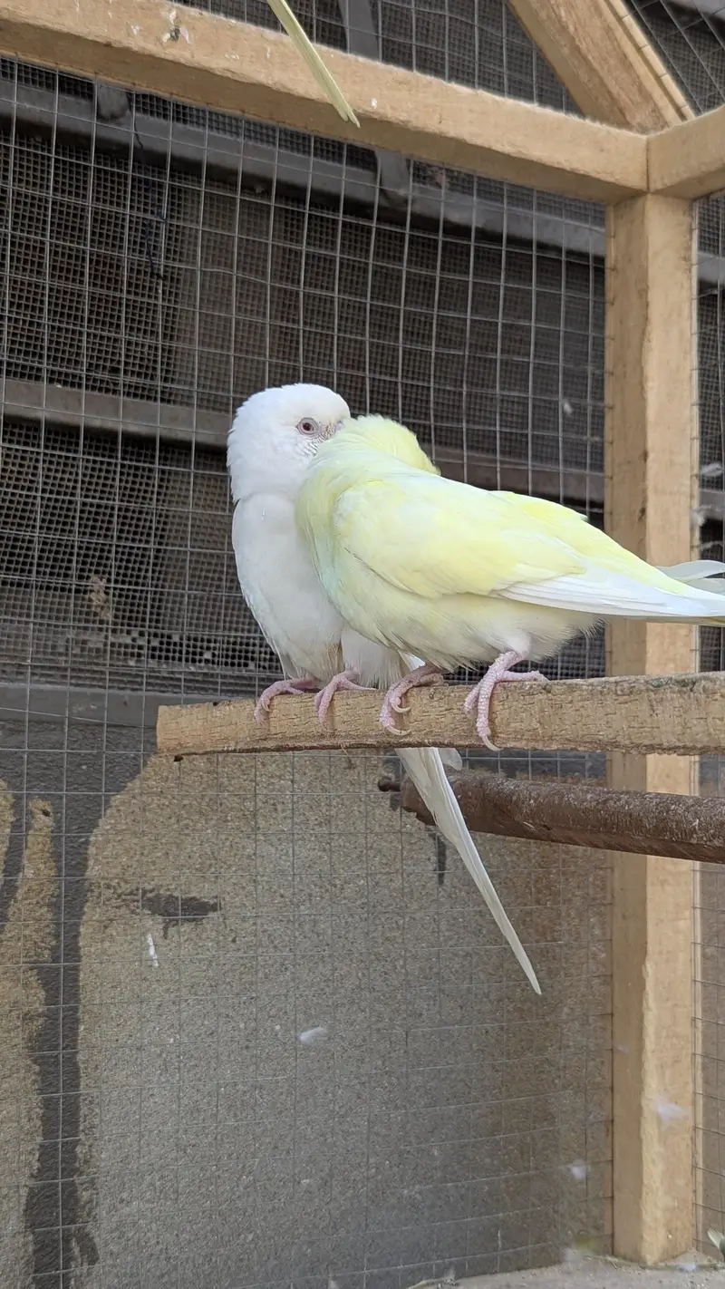Red eye Budges pair — photo 4