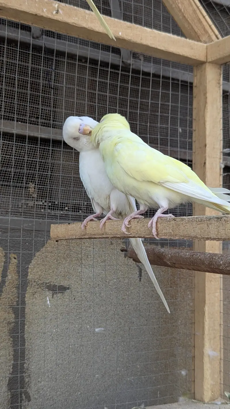 Red eye Budges pair — photo 5