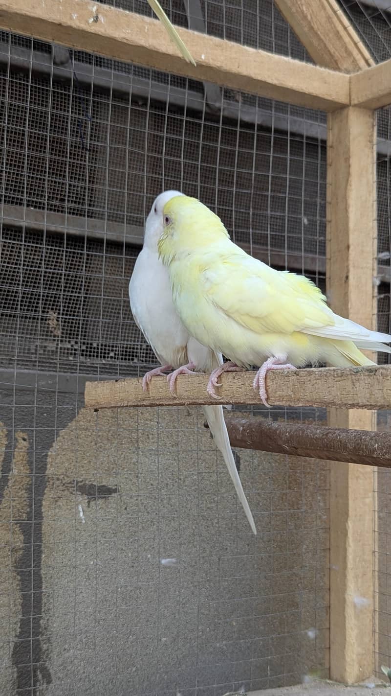 Red eye Budges pair 5