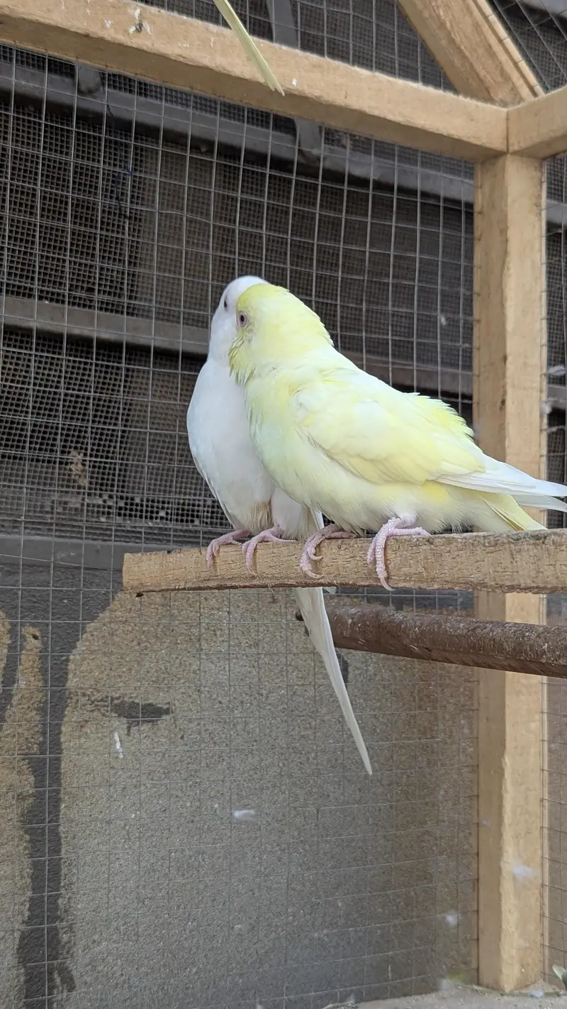Red eye Budges pair — photo 6