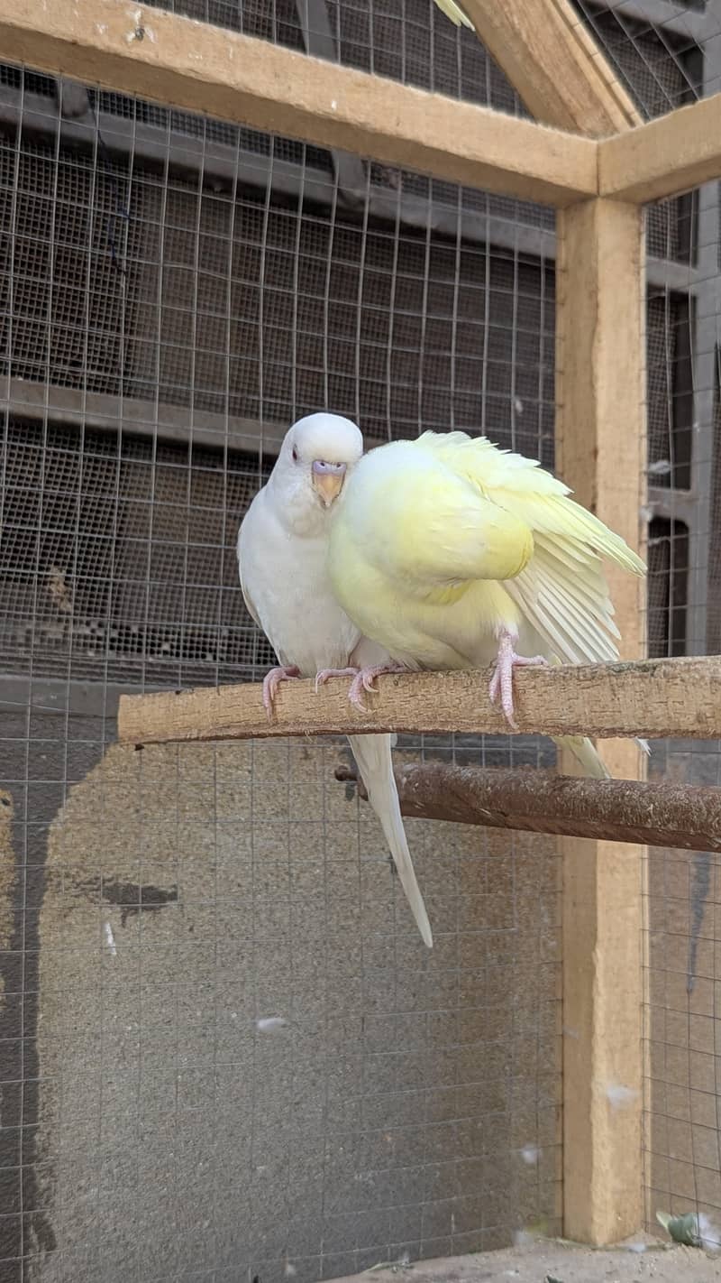 Red eye Budges pair 6