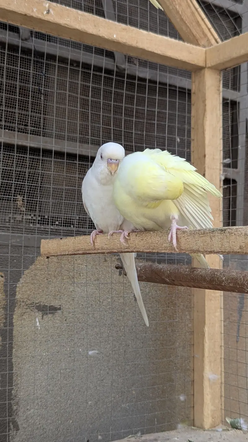 Red eye Budges pair — photo 7