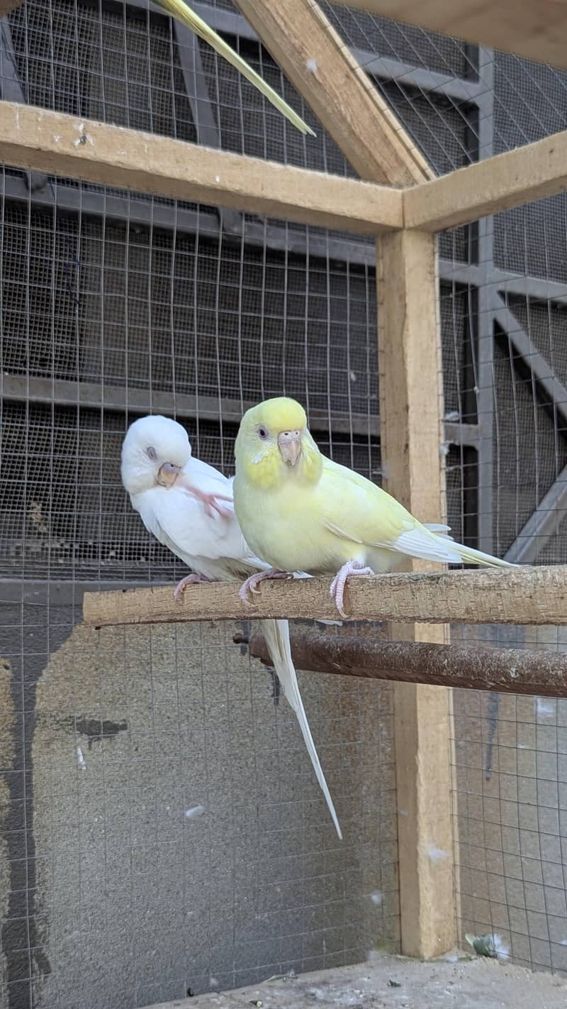 Red eye Budges pair 7
