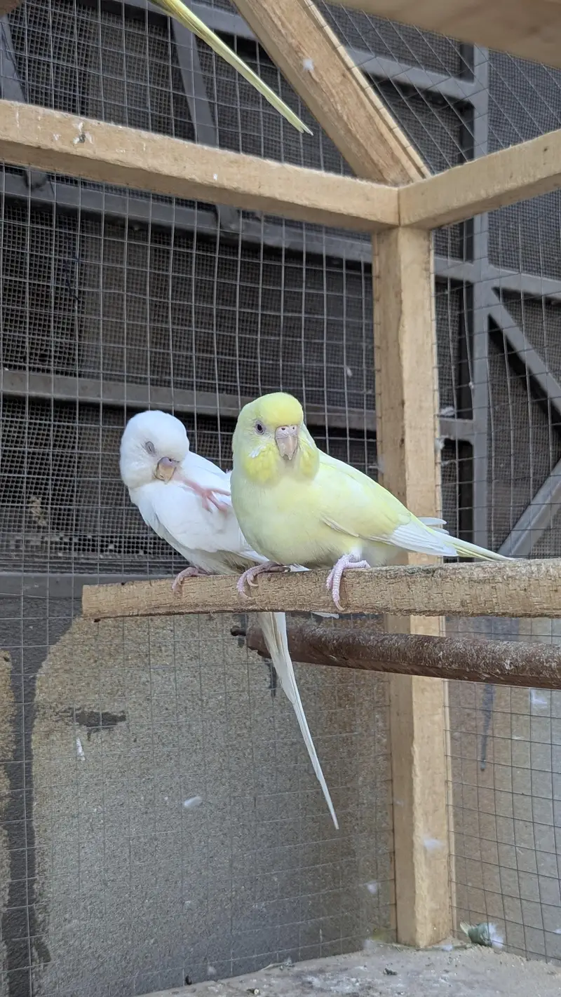Red eye Budges pair — photo 8