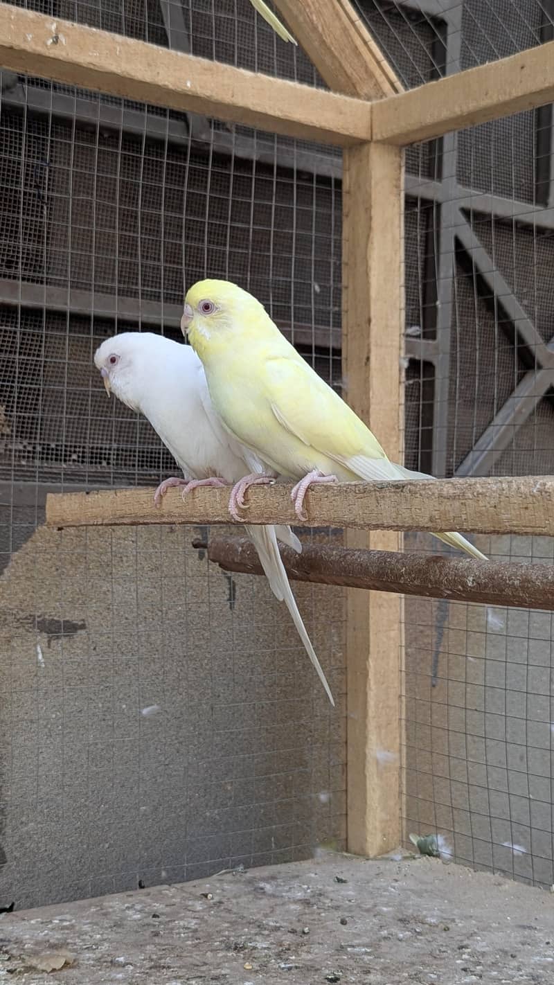 Red eye Budges pair 8
