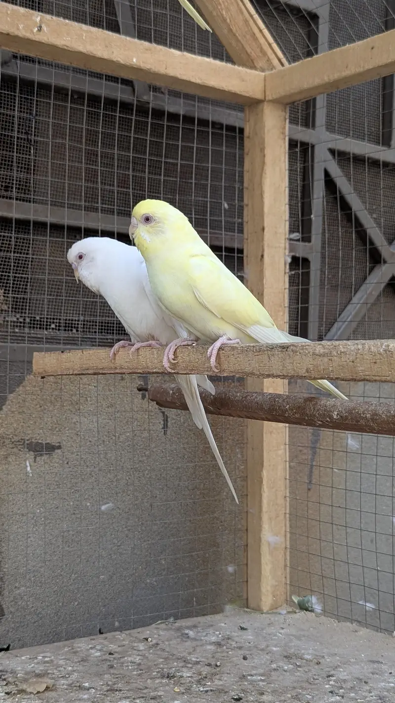 Red eye Budges pair — photo 9
