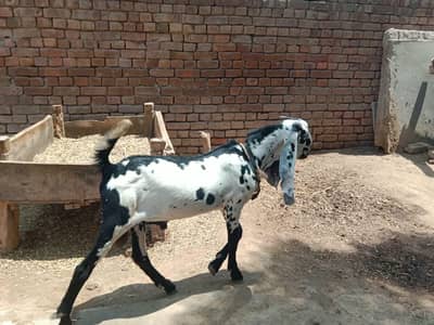 dasi Bakra