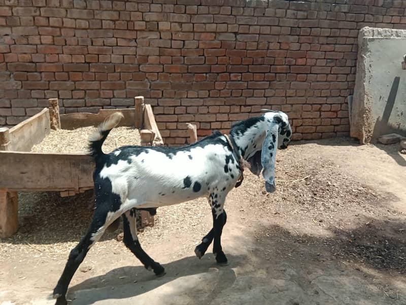 dasi Bakra 0