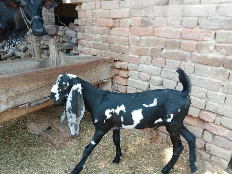 dasi Bakra 1