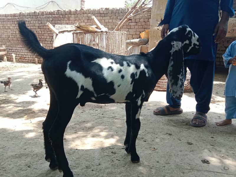 dasi Bakra 2