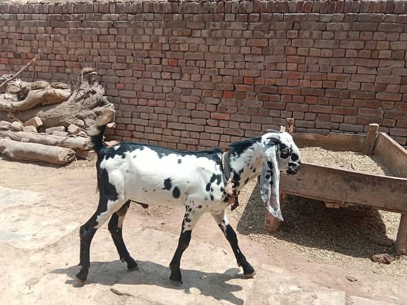 dasi Bakra 3