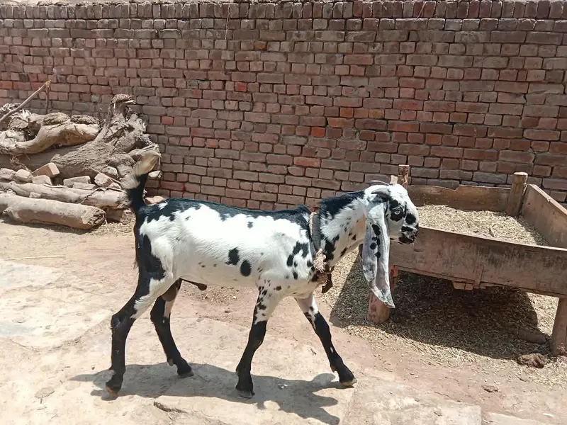 dasi Bakra — photo 4