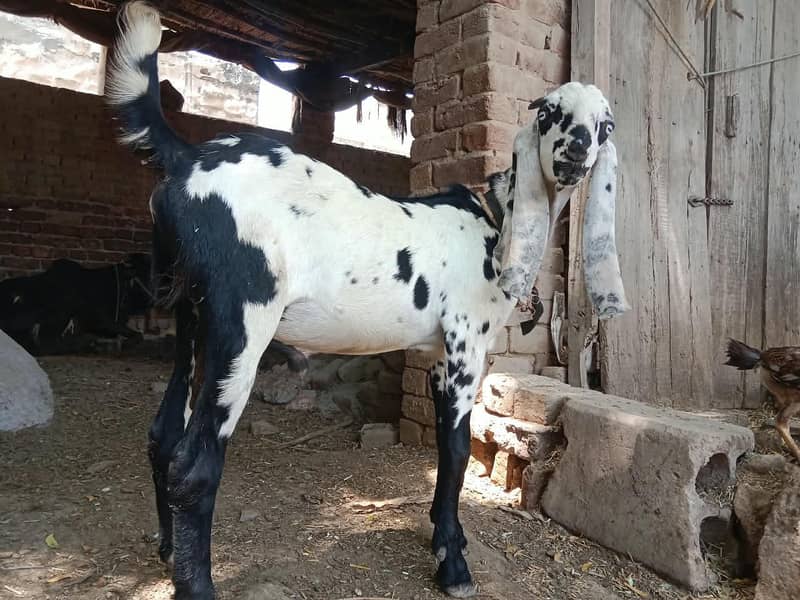 dasi Bakra 4