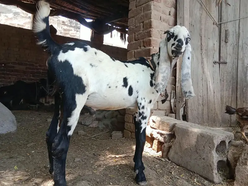 dasi Bakra — photo 5