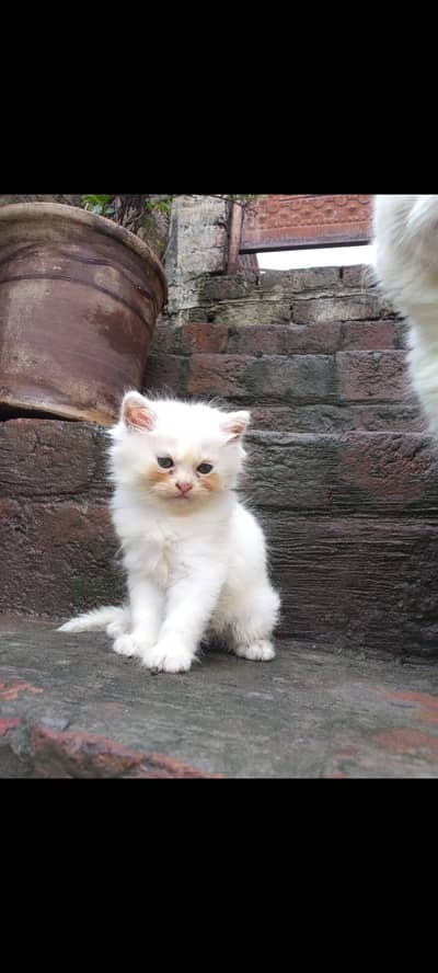 Persian kittens | punch face | triple coat | kittens for sale