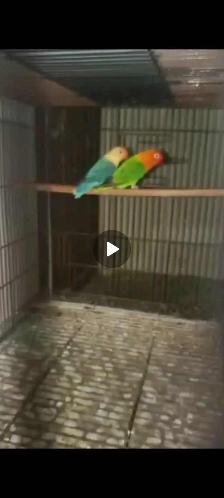 love birds different breeder pairs — photo 2