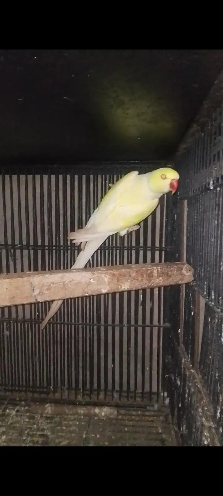 cremeno young male 03074878531 — photo 2