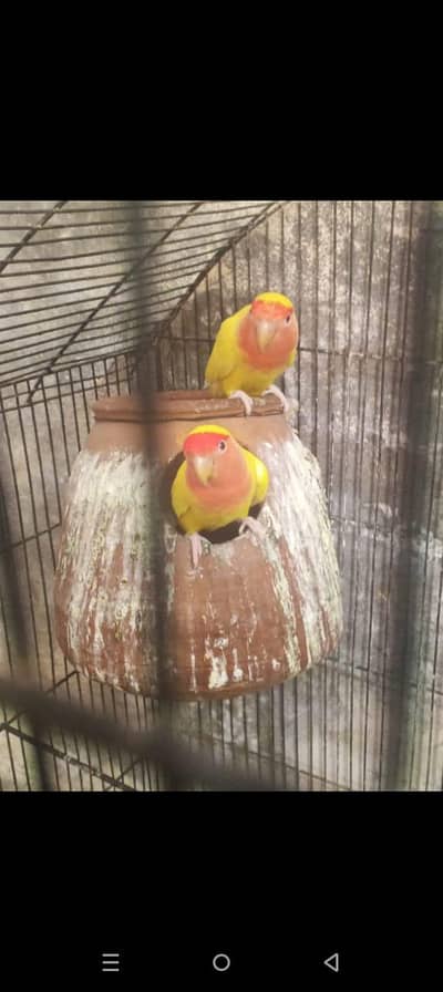 love birds different breeder pairs
