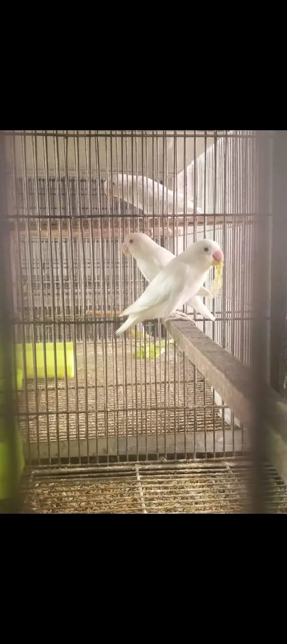 love birds different breeder pairs — photo 3