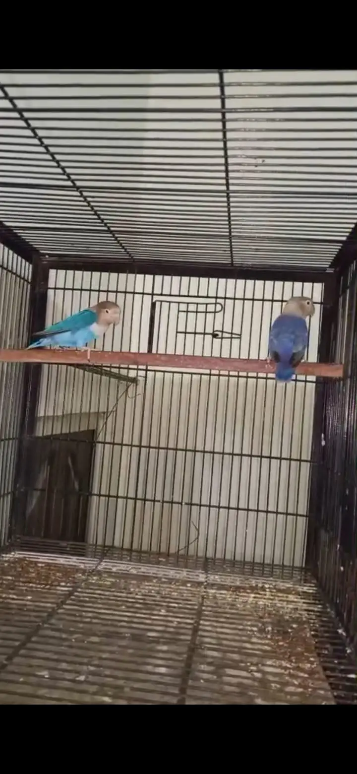 love birds different breeder pairs — photo 4