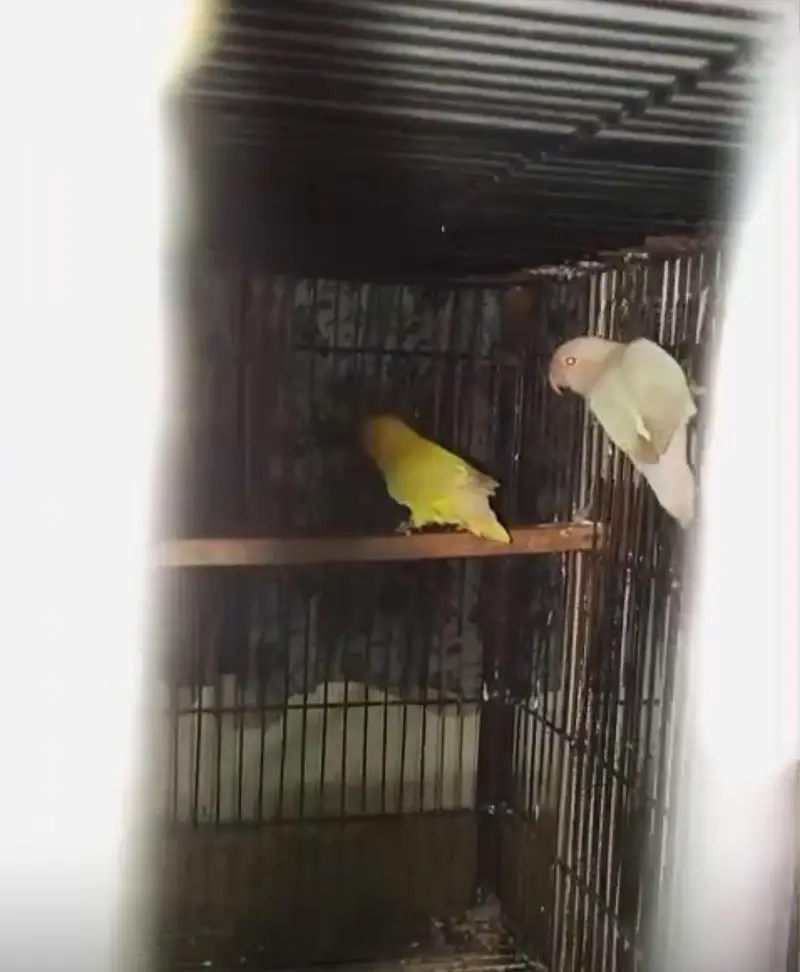 love birds different breeder pairs — photo 5