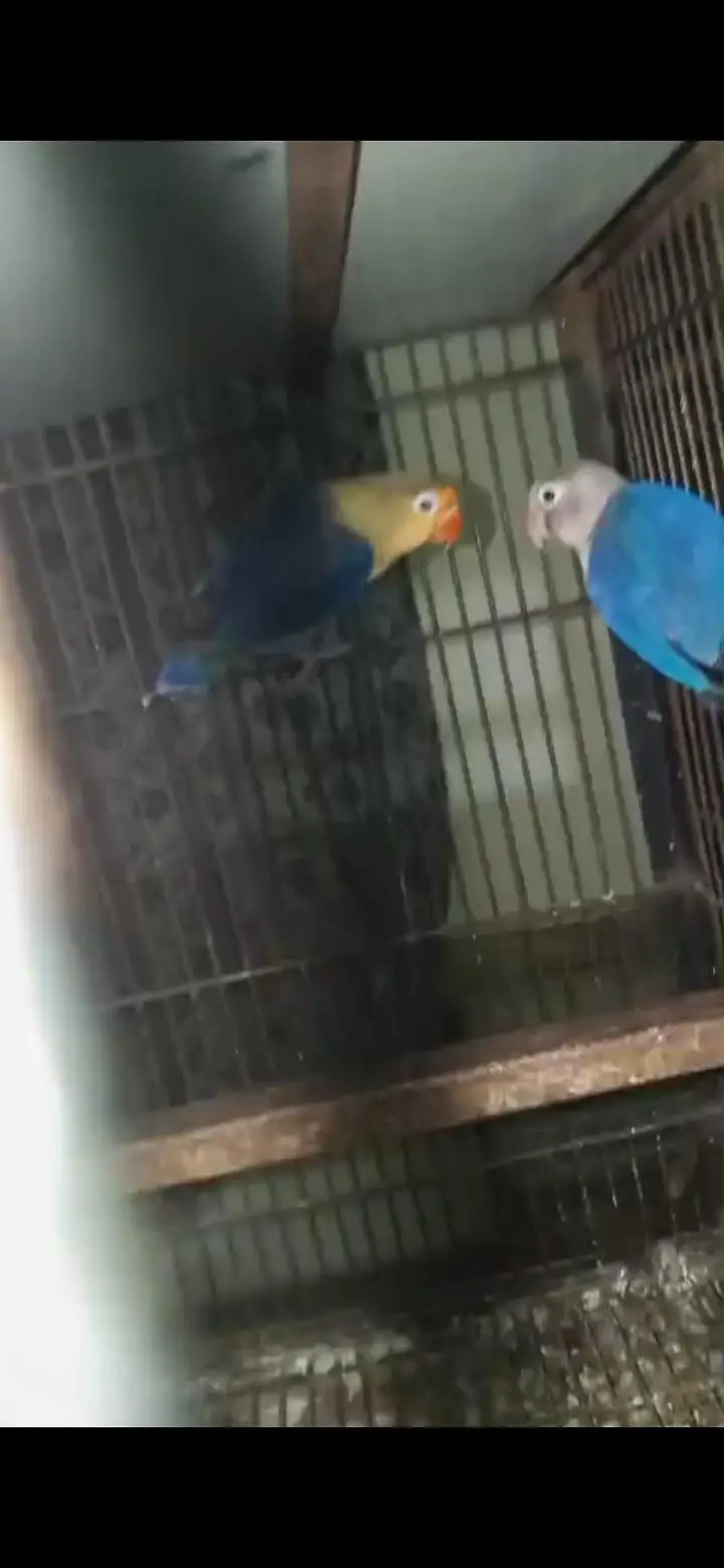 love birds different breeder pairs — photo 6