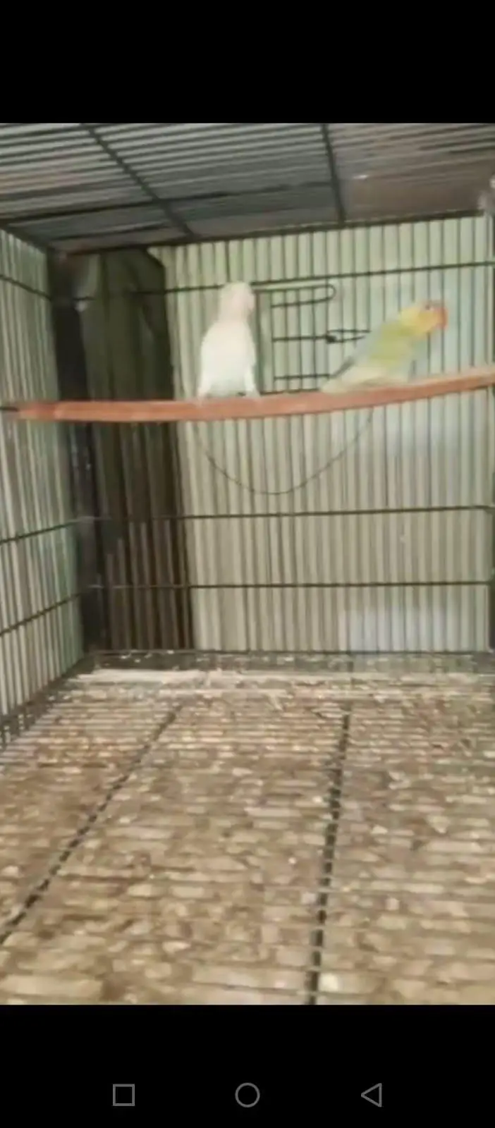 love birds different breeder pairs — photo 7