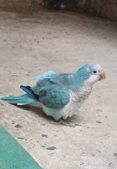 Monk parrot