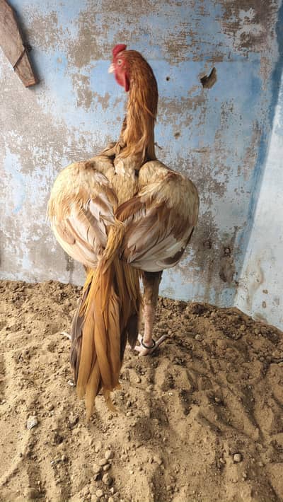 old bloodline game bird (yellow/peela aseel)