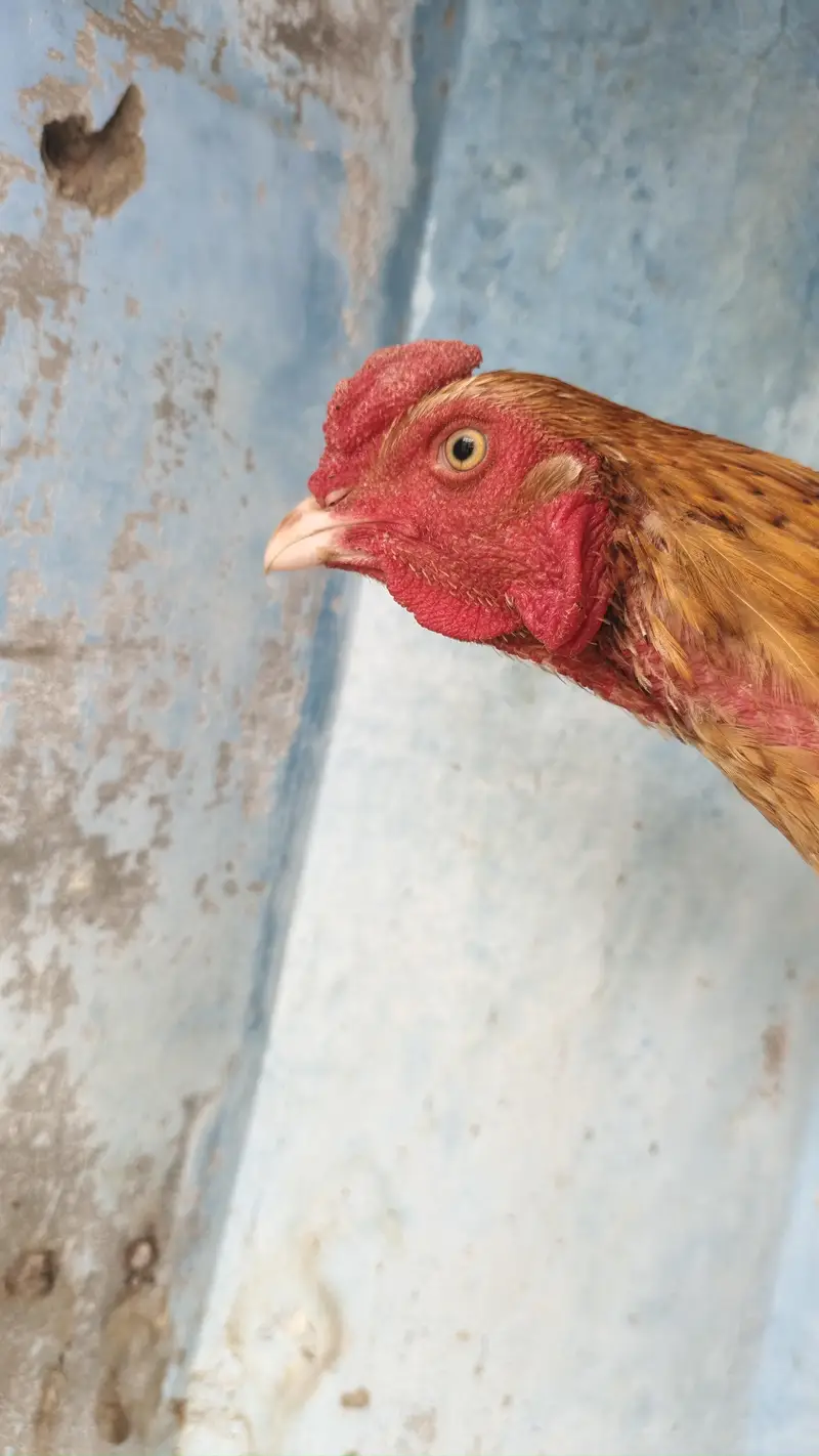 old bloodline game bird (yellow/peela aseel) — photo 2