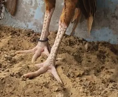 old bloodline game bird (yellow/peela aseel) — photo 3
