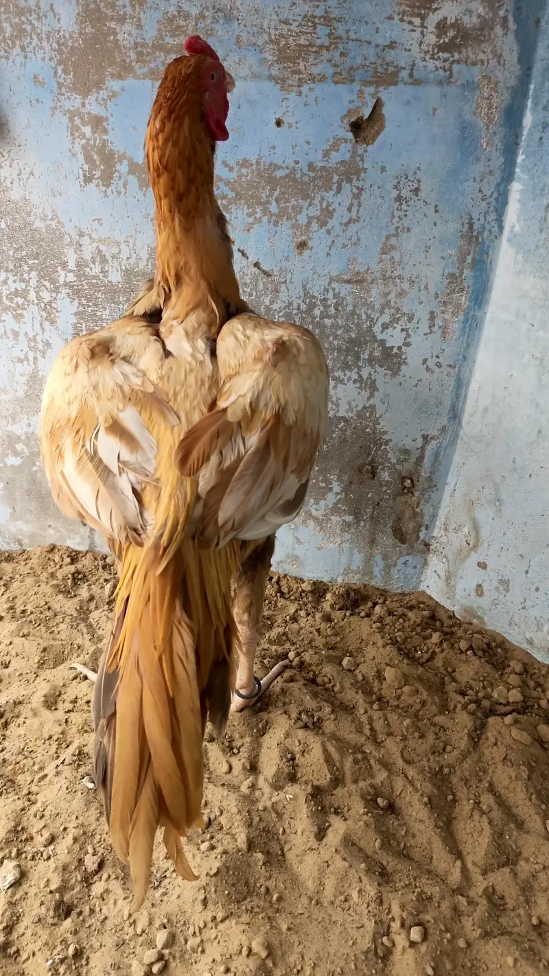 old bloodline game bird (yellow/peela aseel) — photo 4