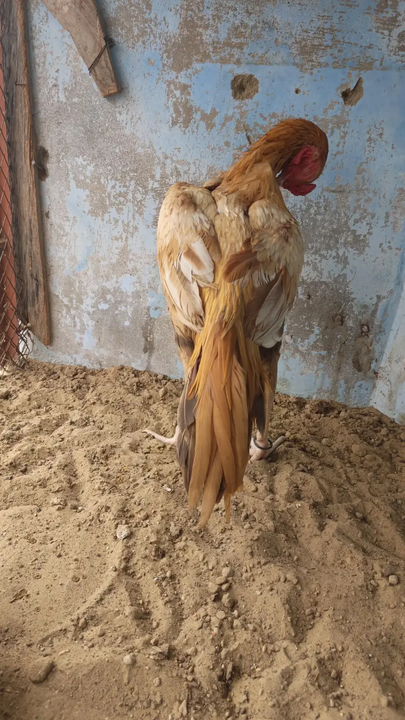 old bloodline game bird (yellow/peela aseel) — photo 5