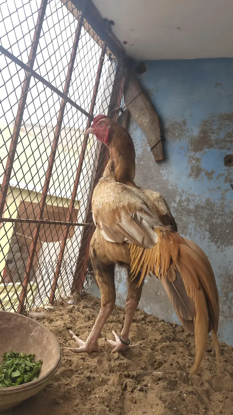 old bloodline game bird (yellow/peela aseel) — photo 6