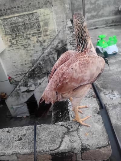 hen 4 sale rawalpindi