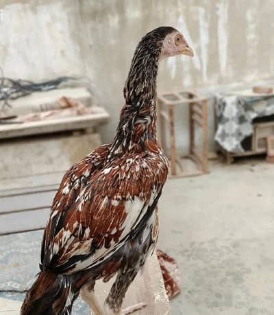 Aseel java k pathy and phatia available for sale