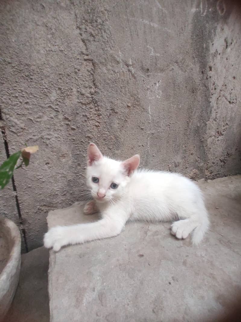ketten 0