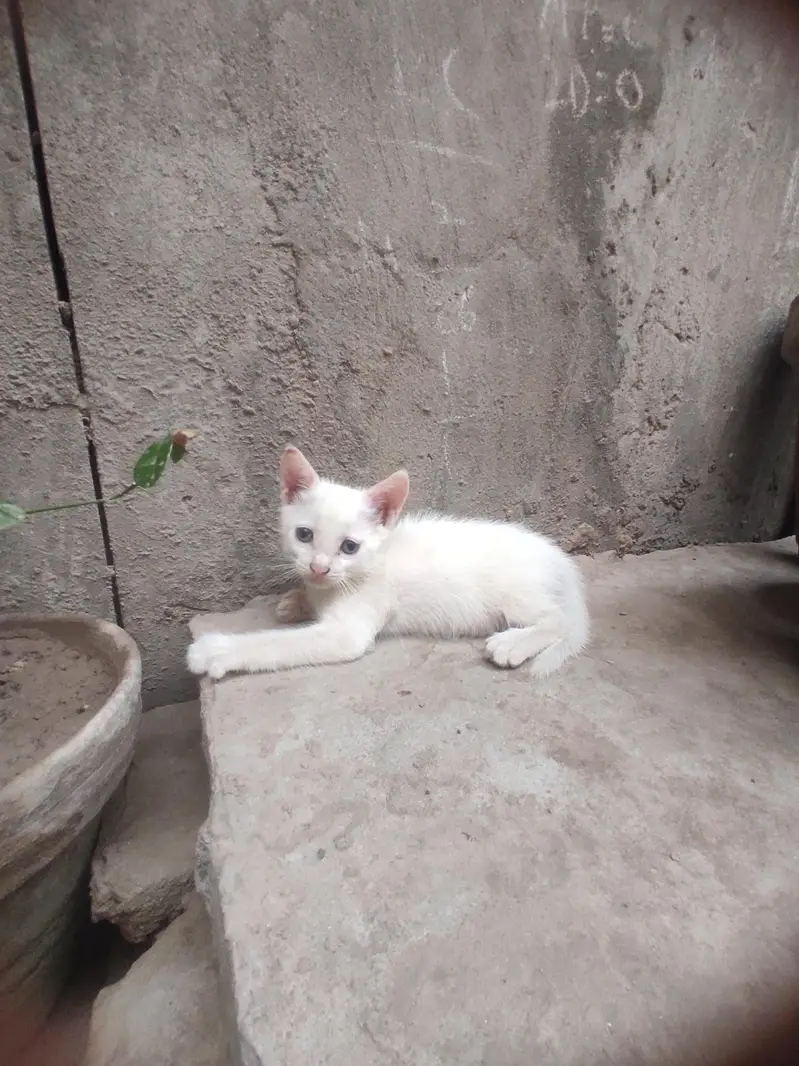 ketten — photo 2