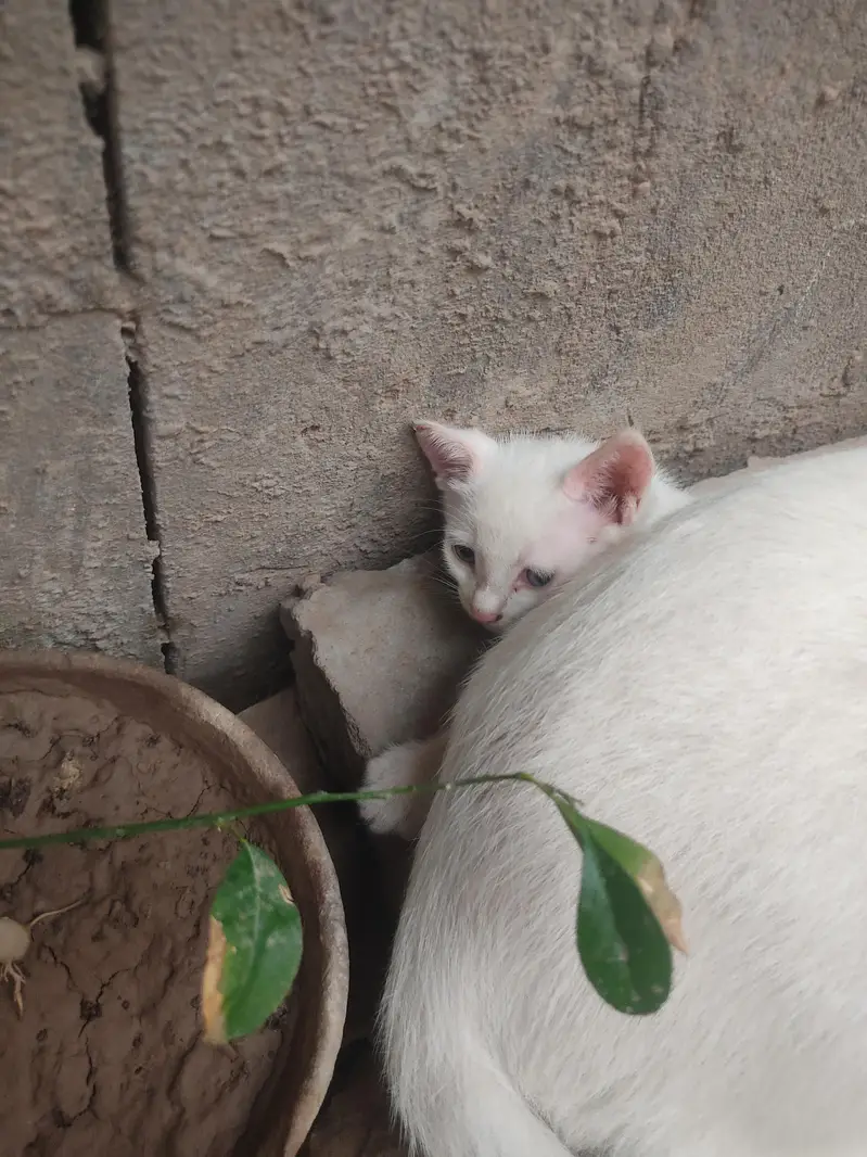 ketten — photo 3