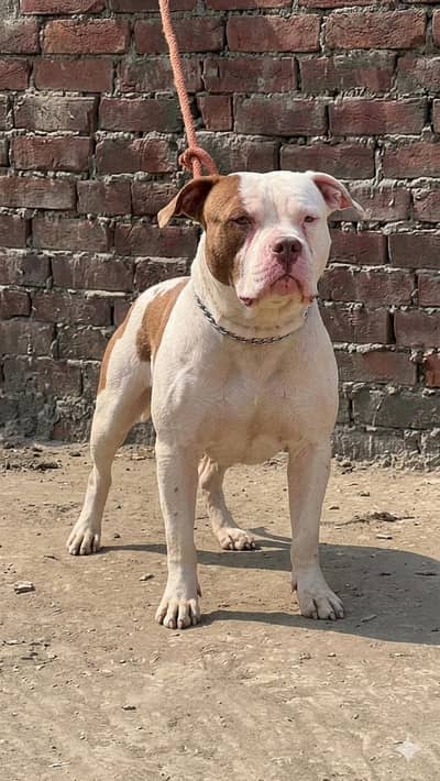 American bully male only for stud