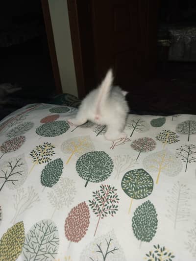 Person kitten for sale