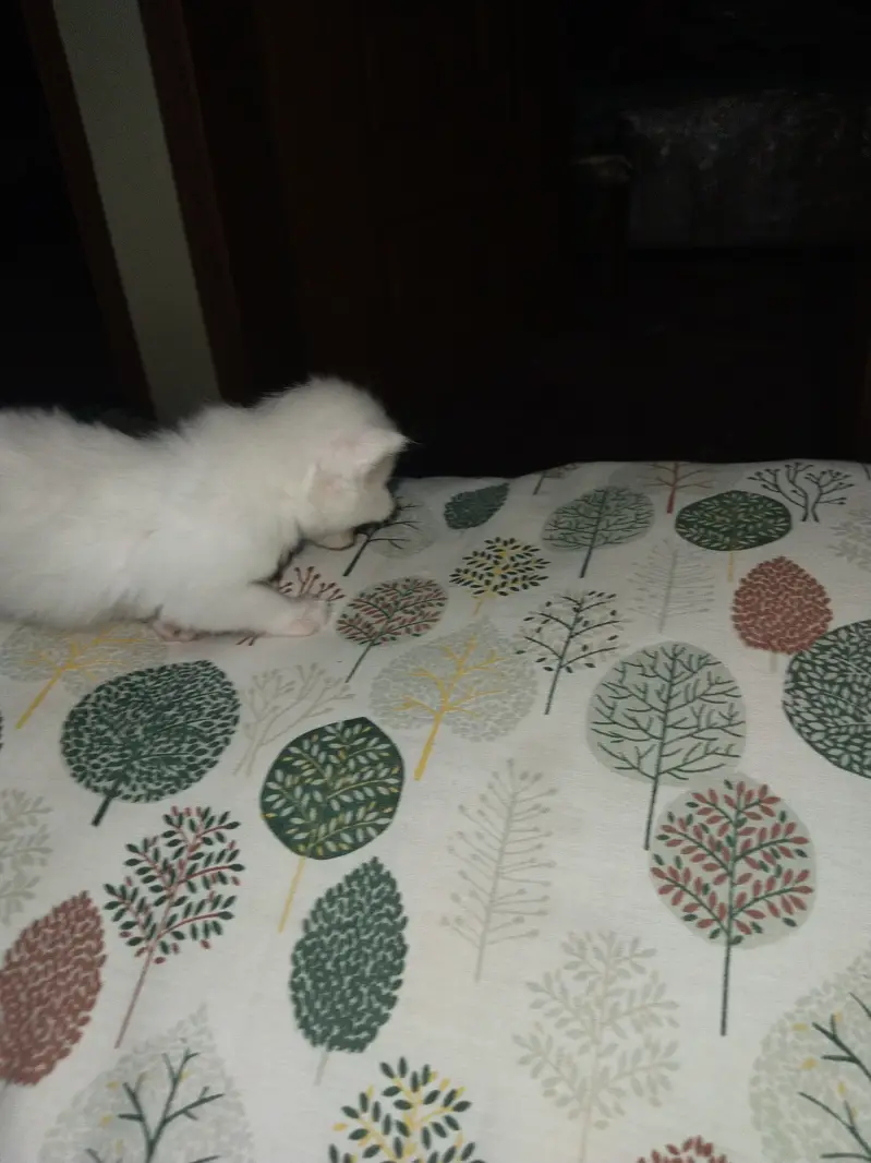 Person kitten for sale — photo 2