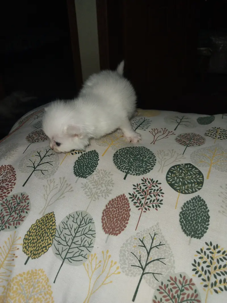 Person kitten for sale — photo 3