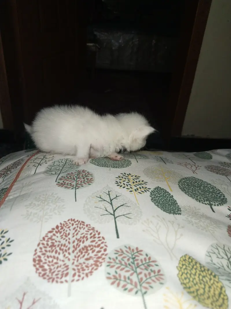 Person kitten for sale — photo 4