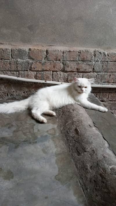 Persian cats tripple coat blue eyes male and female