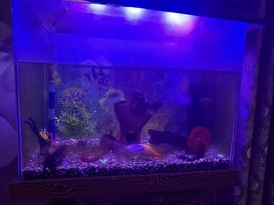 Fish Aquarium for Sale